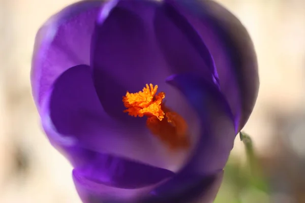 Bellissimi Fiori Sfondo Concetto Floreale — Foto Stock