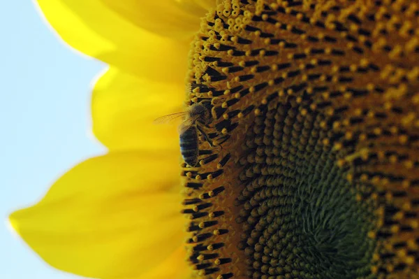 Sunflowers Close View — Stock Photo, Image