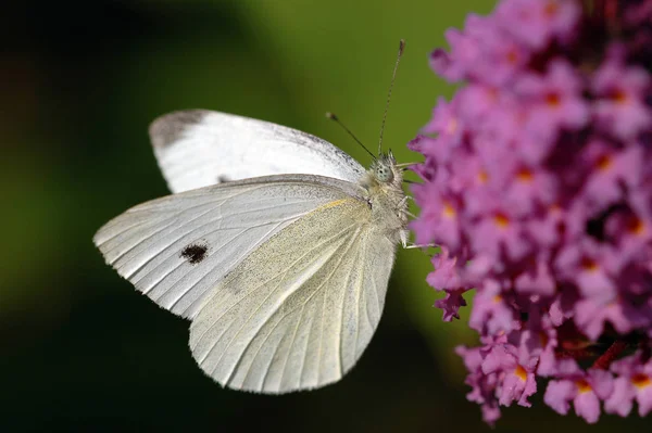 Vue Rapprochée Beau Papillon Coloré — Photo