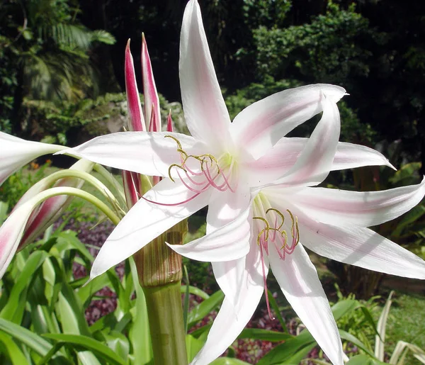 Vista Primer Plano Hermosa Flor Lirio — Foto de Stock