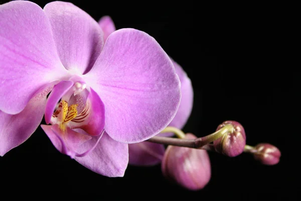 Pétales Fleurs Orchidées — Photo