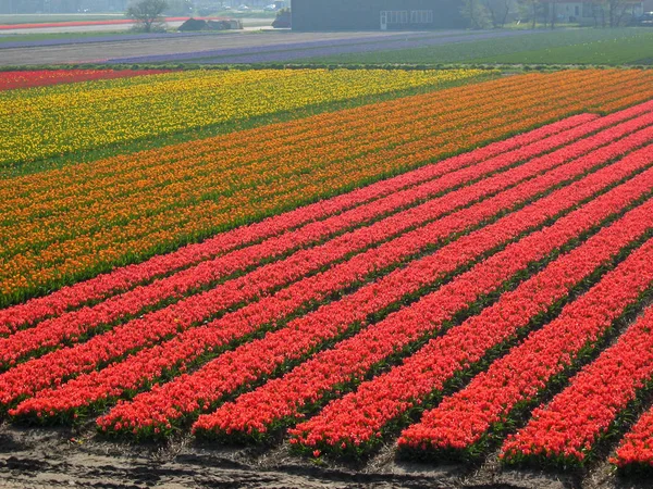 Tulipánové Pole Holandsku — Stock fotografie