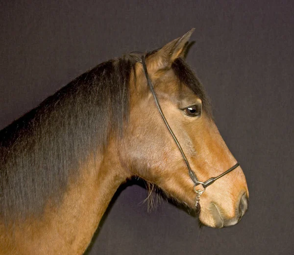 Close Também Tinha Cavalo — Fotografia de Stock