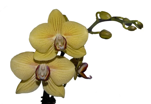 Orquídea Flor Pétalas Flor — Fotografia de Stock