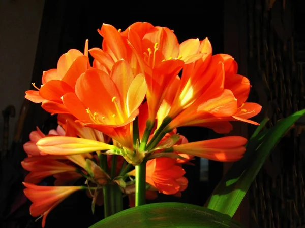 Orange Flower Garden — Stock Photo, Image