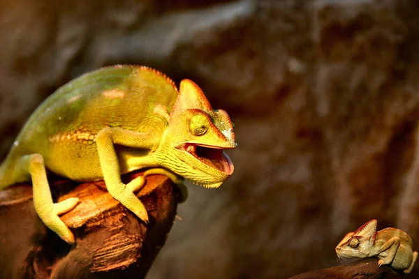 Exotický Ještěří Had Chameleon — Stock fotografie