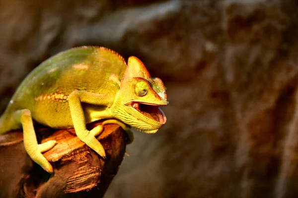 Egzotyczny Gad Jaszczurczy Kameleon — Zdjęcie stockowe