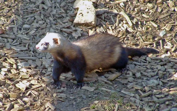 Adorable Ferret Грызун Животное — стоковое фото