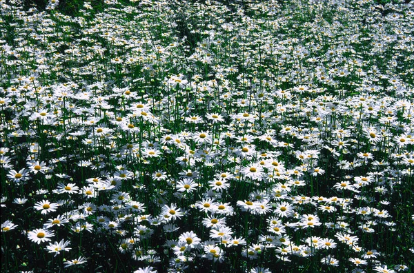 Százszorszép Képe Teljes Virágban — Stock Fotó