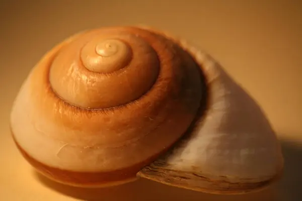 Casa Una Slug Mare — Foto Stock