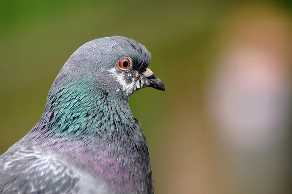 鳩の鳥の風景 — ストック写真