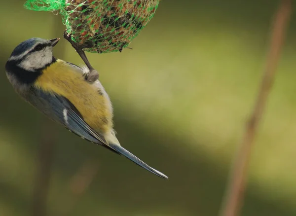 Живописный Вид Красивую Титановую Птицу — стоковое фото