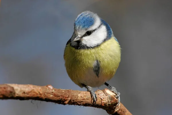 Vista Cênica Belo Pássaro Titmouse — Fotografia de Stock