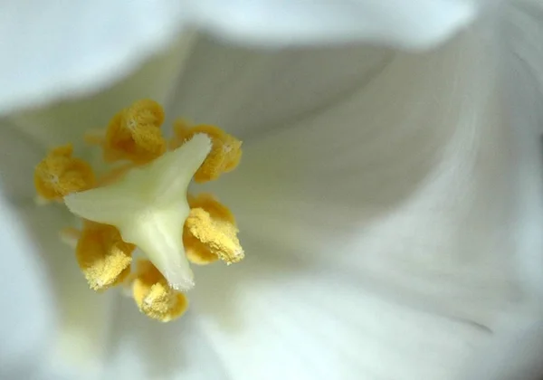 Bel Colpo Botanico Carta Parati Naturale — Foto Stock