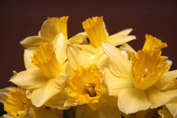 Pétalas Flores Amarelas Primavera Narciso — Fotografia de Stock