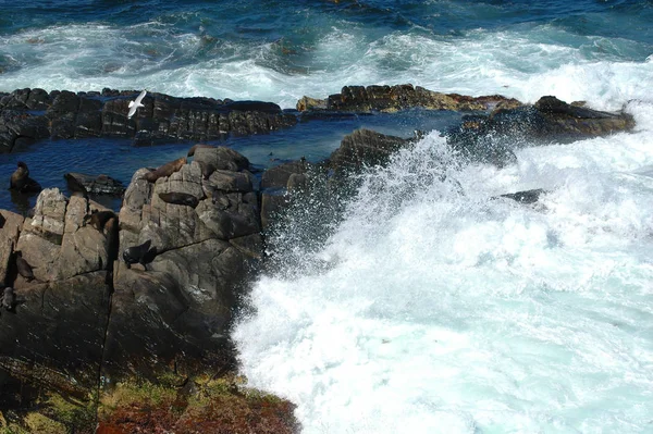 Île Kangourou Paysage Naturel — Photo