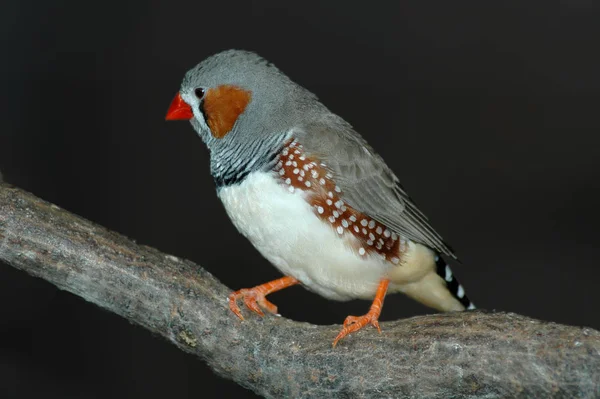 Vista Panorámica Hermoso Pájaro Pinzón Lindo — Foto de Stock