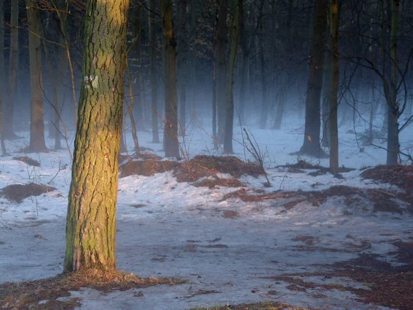 Uitzicht Een Winterse Scène — Stockfoto