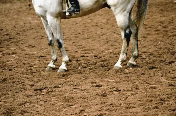 Cavalo Mostrar Curso Obstáculos Pernas Cavalo Molde Reiter Anônimo Apenas — Fotografia de Stock