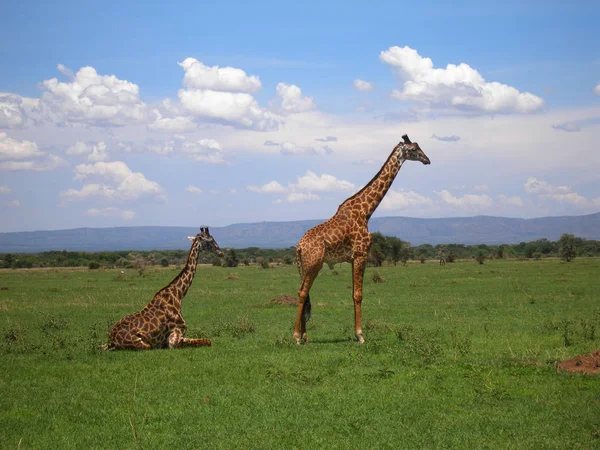 Giraffe Koppel Westelijke Gang Van Serengeti Net Gaan Zitten Wat — Stockfoto