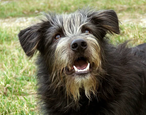 Портрет Милой Черно Белой Собаки — стоковое фото