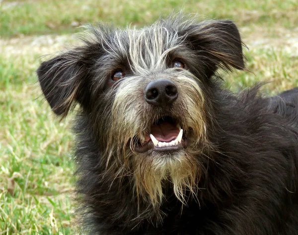 Retrato Cão Bonito Preto Branco — Fotografia de Stock