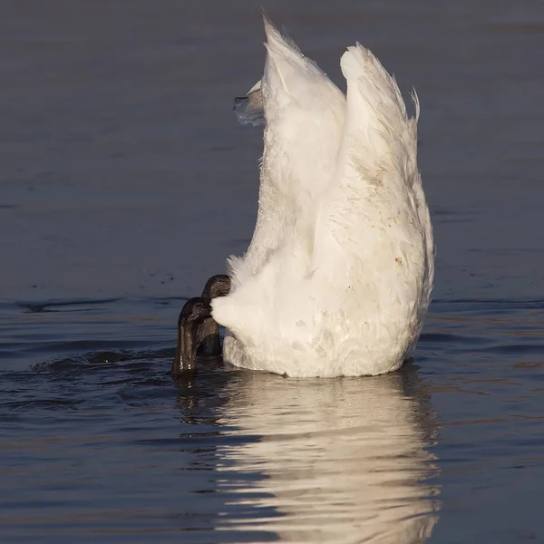 Side View Half Submerged Swan Which Hangs Ice Feathers — Stockfoto