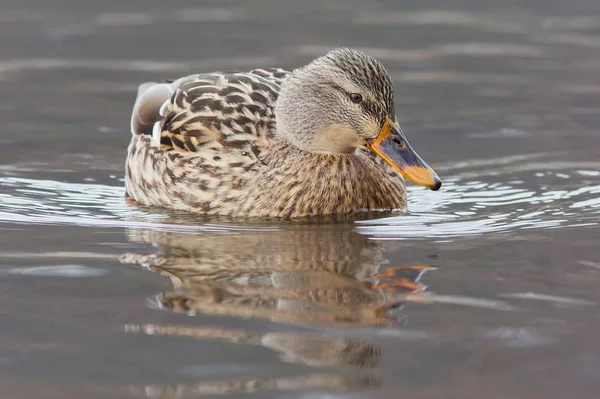 Scenic View Cute Mallard Duck Nature — Stock Photo, Image