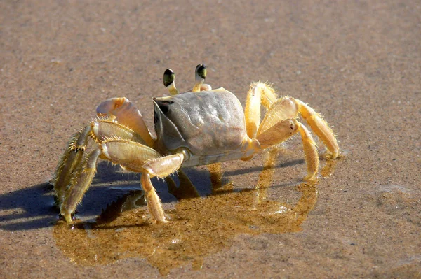 Crab Sand — Stock Photo, Image