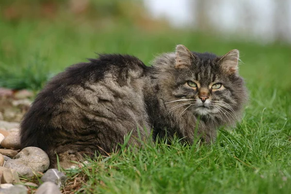 Ritratto Gatto Carino — Foto Stock