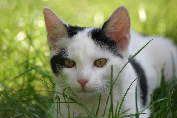 Çimlerdeki Kedi — Stok fotoğraf