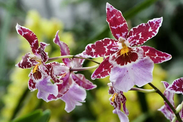 Florece Pétalos Florales Orquídeas — Foto de Stock