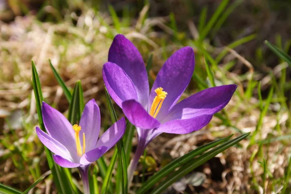 Springtime Crocus Flowers Bloom — Stock Photo, Image