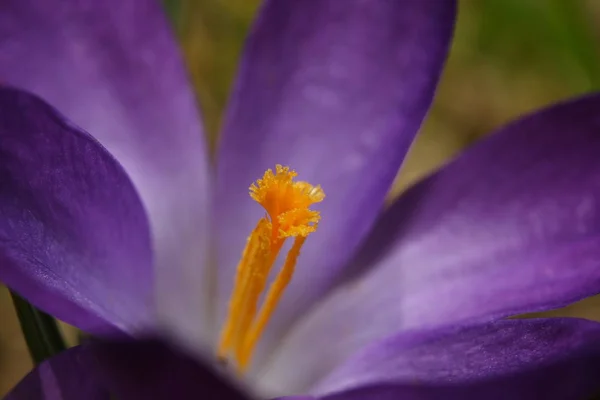 Krokusbloemen Bloeien Lenteflora — Stockfoto