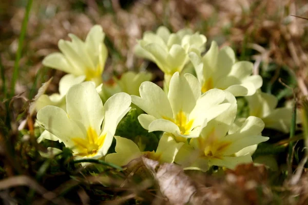 Примули Квіти Флора Пелюстки — стокове фото