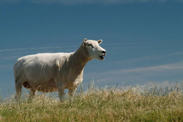Sheep Island Sylt Germany — Stock Photo, Image