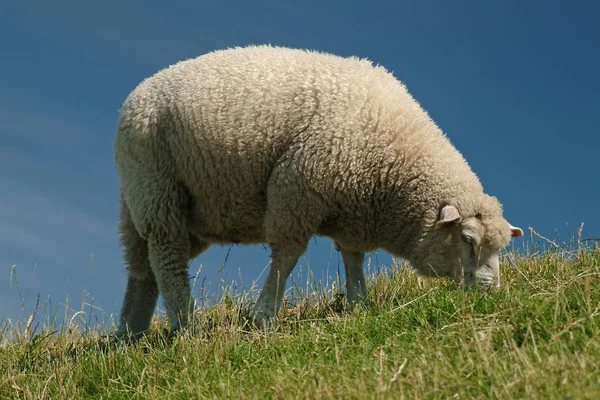 Schapen Het Eiland Sylt Duitsland — Stockfoto