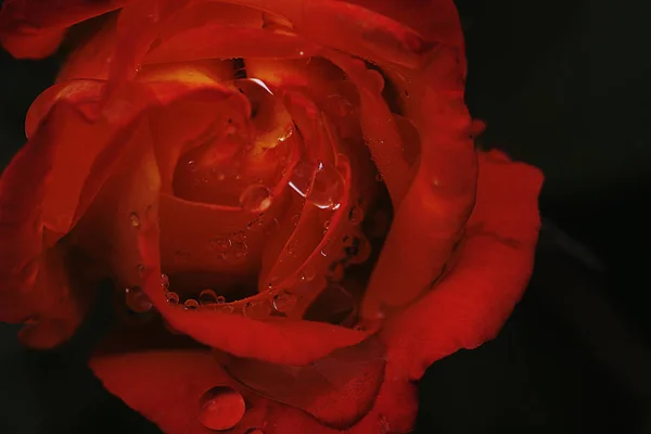 赤いバラの花の美しさ — ストック写真