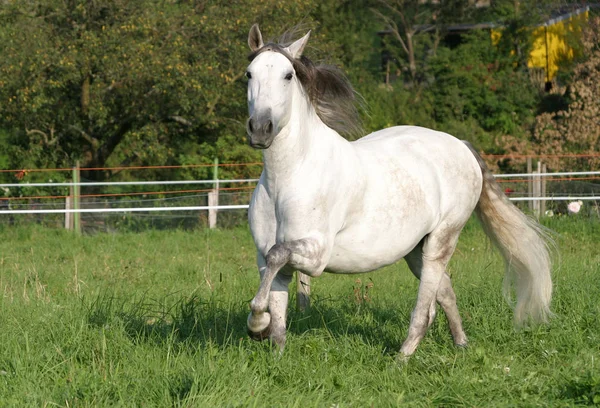 Cavallo Bianco Campo — Foto Stock