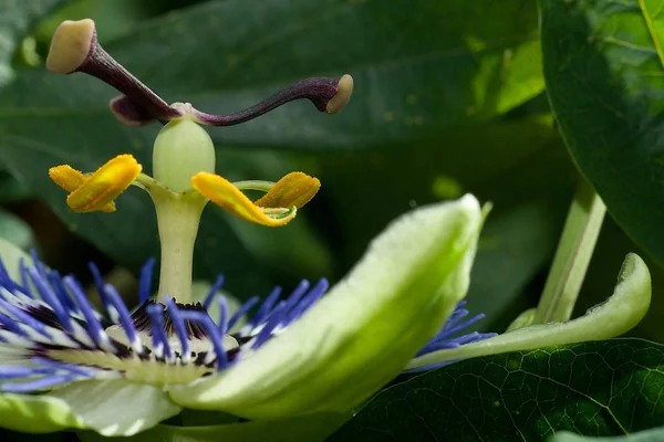 Passion Flower Suffering Christ Fits Very Well Easter Time Nshe — Stock Photo, Image