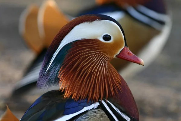 鳥を見るショット 野生の自然でアヒル — ストック写真