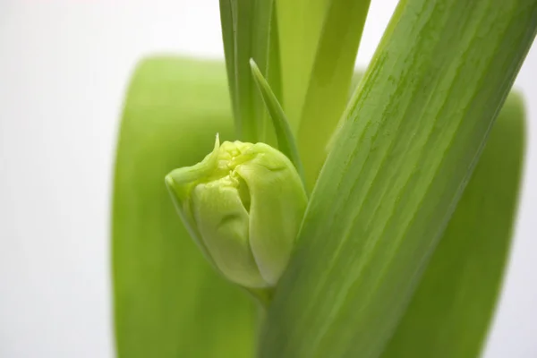 Belle Vue Sur Les Fleurs Tulipes Naturelles — Photo