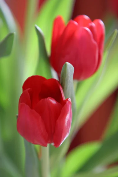 Tulipes Rouges Fleurs Pétales Flore Printanière — Photo