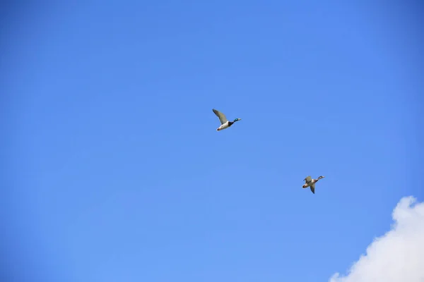 Schilderachtig Uitzicht Prachtige Vogel Natuur — Stockfoto