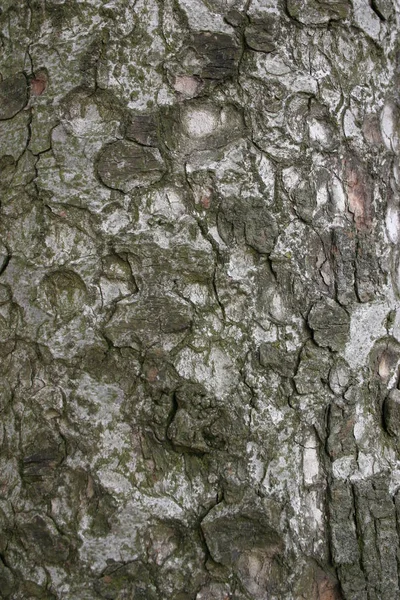 Corteza Tronco Árbol Madera Aserrada — Foto de Stock