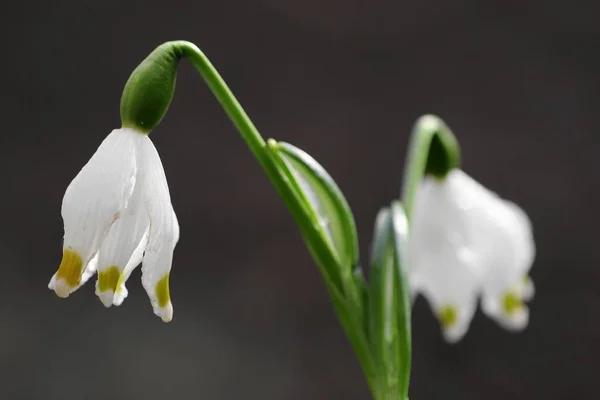 Gotas Nieve Primera Flor Primavera — Foto de Stock