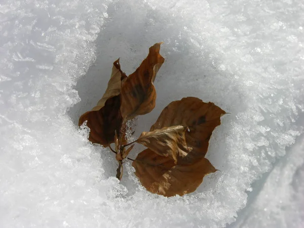 Vista Uma Cena Inverno — Fotografia de Stock