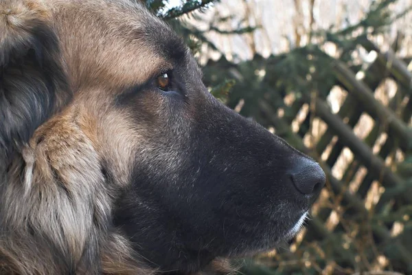 Portret Van Een Schattige Hond — Stockfoto