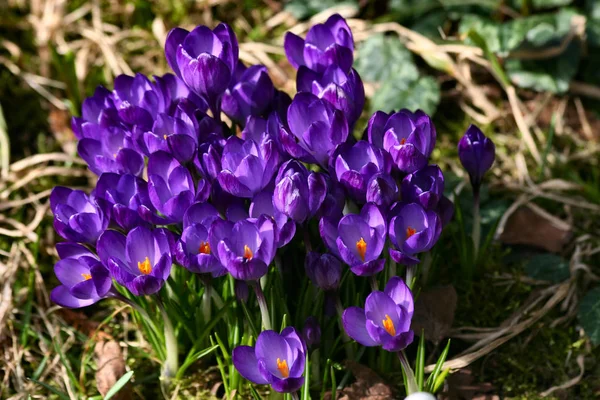 stock image crocuses, blooming flowers in nature, flora