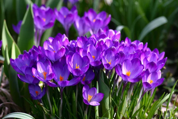 Vårkrokus Blommor Lila Flora — Stockfoto